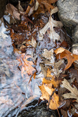 Orange and brown leaves in a cold winter stream