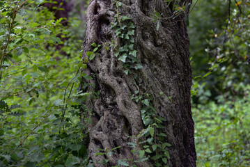 The trunk of an old olive tree.Close-up.