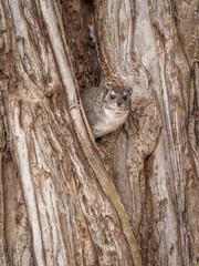 The southern tree hyrax (Dendrohyrax arboreus) in a tree looking at the camera, Laikipia, Kenya.