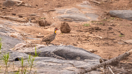 Yellow-necked spurfowl ( Pternistis leucoscepus) foraging, Laikipia, Kenya.