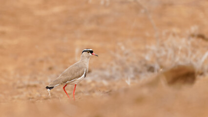 Crowned lapwing (Vanellus coronatus) foraging in a dry meadow, Laikipia, Kenya.