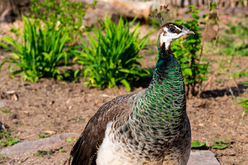 Obraz premium Pfau in der Sonne