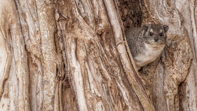 The southern tree hyrax (Dendrohyrax arboreus) in a tree looking at the camera, Laikipia, Kenya.
