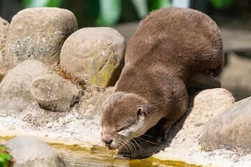 Otter trinkt Wasser