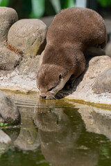 Fischotter trinkt Wasser