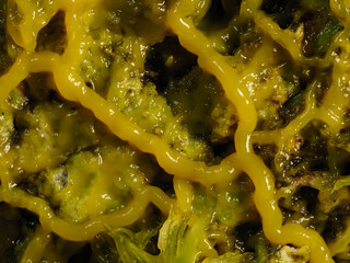 Myxomyceten Plasmodium überfällt Pilze