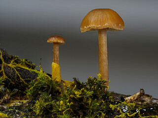 Myxomyceten Plasmodium überfällt Pilze