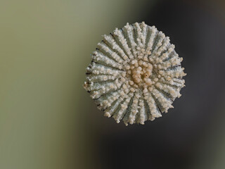 kleiner Pilz auf Dung (2 mm Durchmesser)