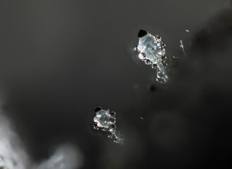 Pillenwerfer&nbsp;(Pilobolus kleinii)