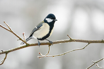 Naklejka premium Kohlmeise im Winter