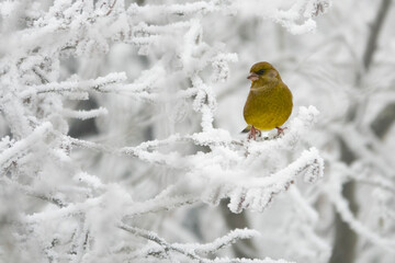 Grünfink im Winter
