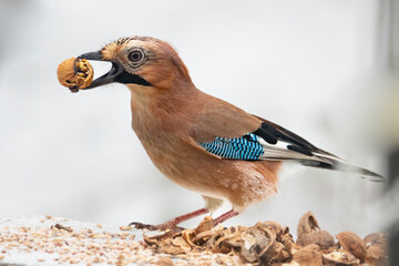 Eichelhäher im Winter