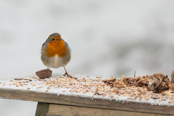 Rotkehlchen im Winter