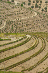 Porto Wine vineyards, Alto Douro, Tras-os-Montes, Portugal