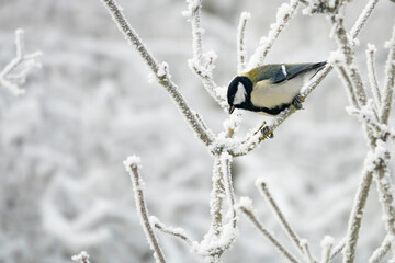 Kohlmeise  im Winter