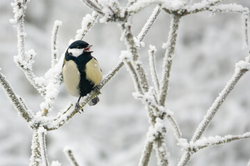 Kohlmeise  im Winter