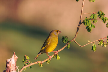 verderón común, Chloris chloris