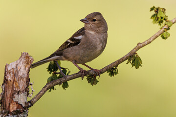 pinzón- fringilla coelebs