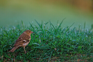 pinzón- fringilla coelebs