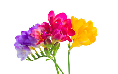 blue, pink and yellow freesia  flowers