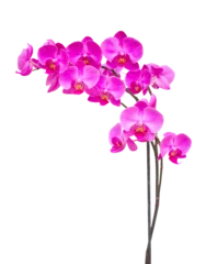 Gardinen purple orchid branch © neirfy