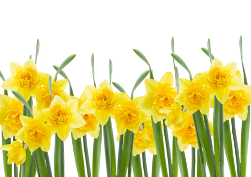 Daffodil flowers border isolated on white background, png file 