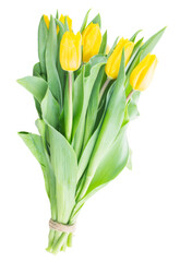 Yellow tulips flowers 