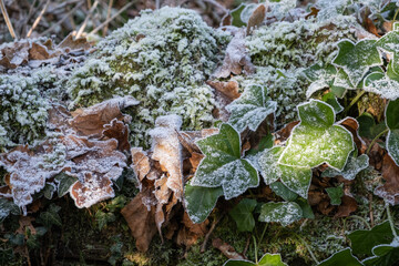 Frost covered leaves and ivy in winter
