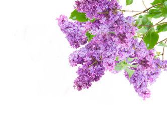 Lilac flowers, isolated png with transparency 