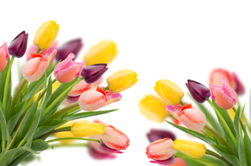 Posy of tulips flowers close up