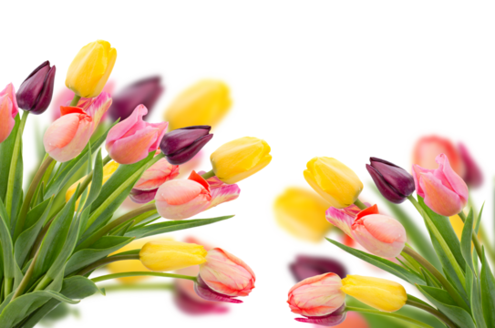 Posy of tulips flowers close up