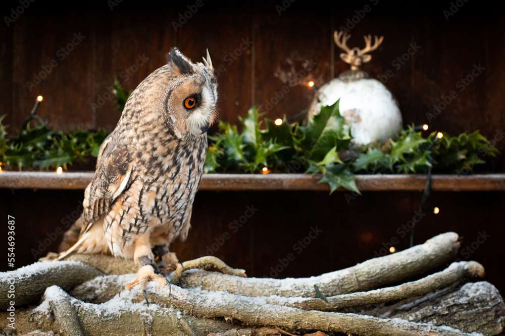 Poster Owl on a branch