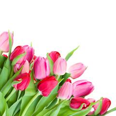fresh pink  tulips