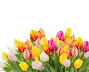 Fresh tulips flowers, isolated