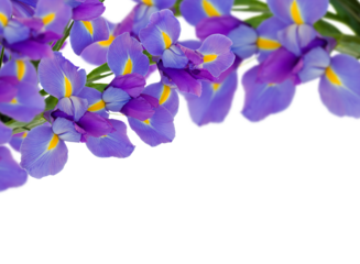 bouquet of irises
