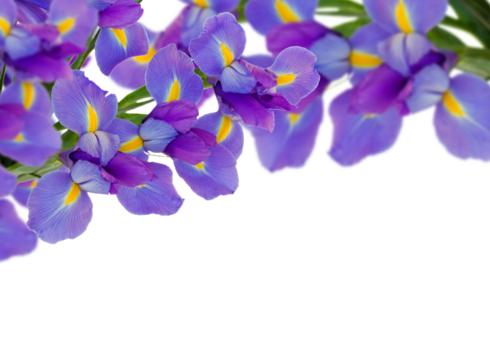 bouquet of irises