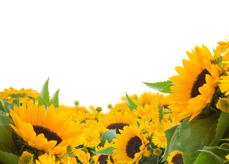 sunflowers close up