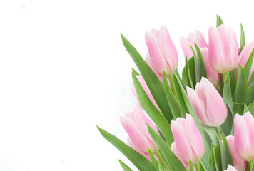 pink   tulips close up - obrazy, fototapety, plakaty