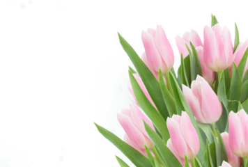 pink   tulips close up