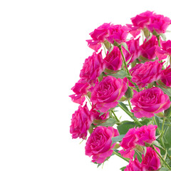 bush of pink roses close up