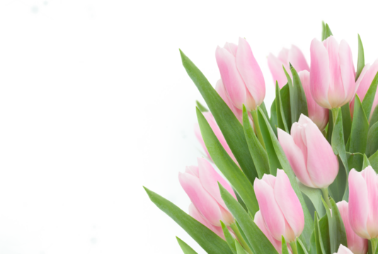 pink   tulips close up