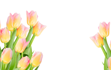 close up of yellow and pink tulips