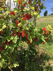 Red currant bush in a mountain alpine village in Austria.