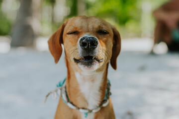 Perro sonriente en la playa 