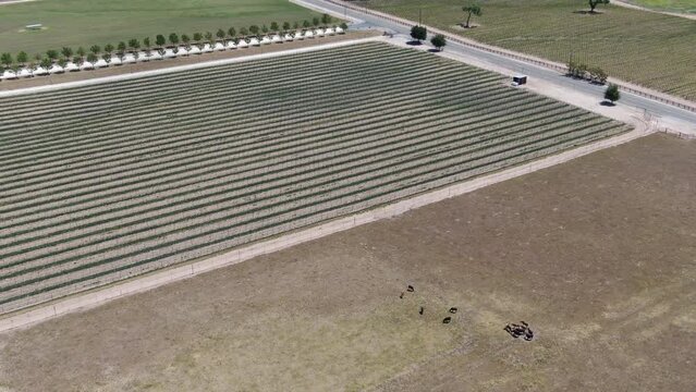 California Wine Country Paso Robles Vineyard Aerial Shot Ranch Forward Tilt Up