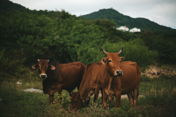 Naklejka na ściany i meble Beautiful Asian brown cows animals are graze on meadow, eating grass