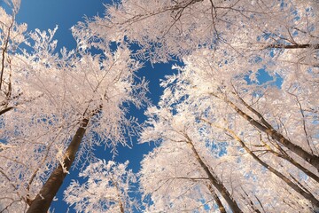 Winter beech trees against the blue sky during sunrise - 554698620
