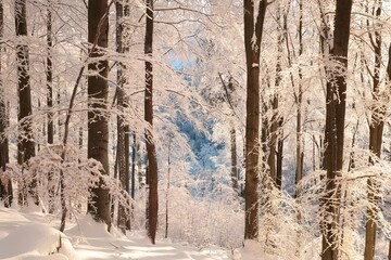 Winter beech forest on a frosty, sunny morning - 554698650