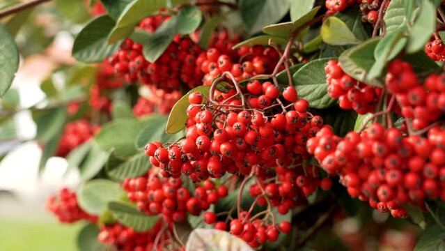 Red autumn Pyracantha berry cluster on a autumn shrub close up