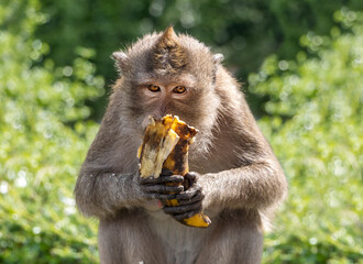 Macaque monkey eating banana in nature, Thailand - Powered by Adobe